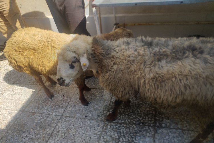 رزمایش علوی (از قربان تا غدیر) بخش اول